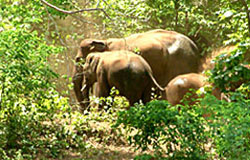 Ushakothi Wildlife Sanctuary