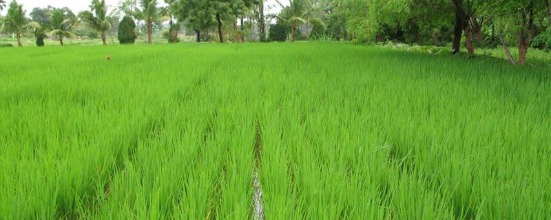 agriculture-in-odisha